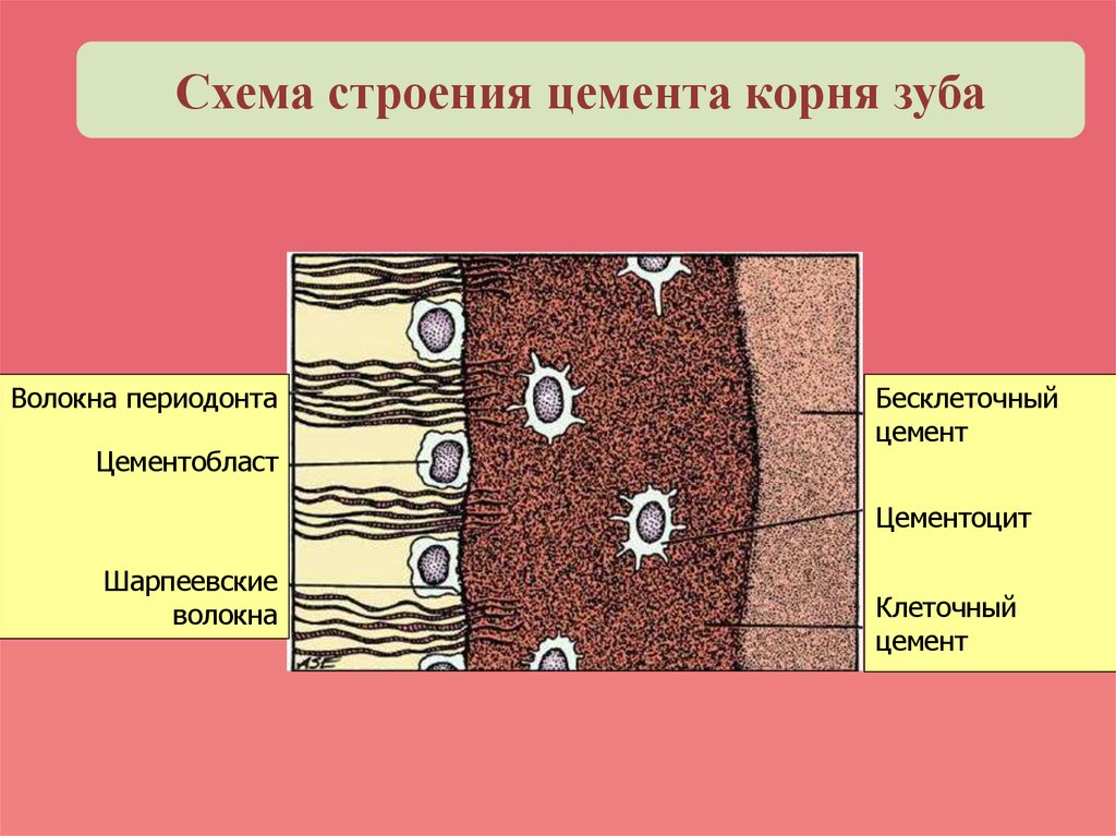 Гистологическое строение тканей зуба. Гистологическое строение цемента. Строение цемента гистология. Гистологическое строение цемента зуба. Схема строения зуба цемент бесклеточный.