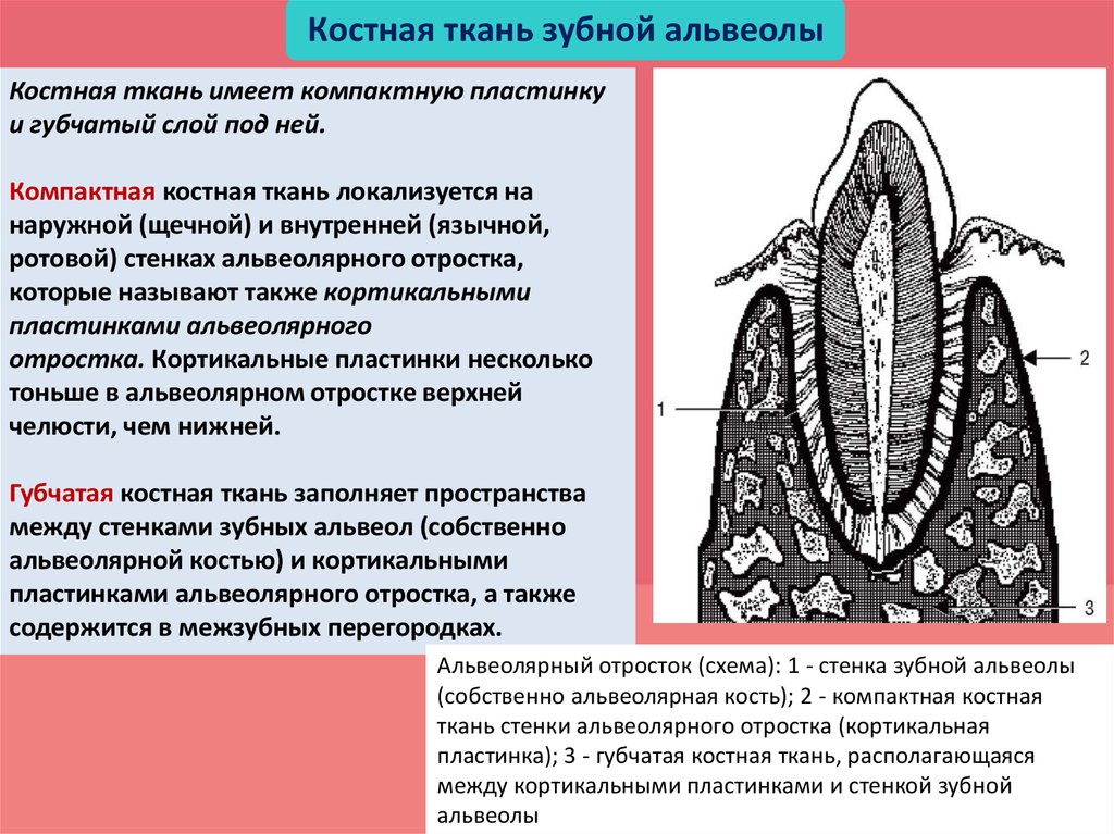У кита альвеолярные легкие. Костная ткань зубной альвеолы. Кортикальная и компактная пластинка зубов. Компактная пластинка альвеолы. Компактная пластинка альвеолы зуба.
