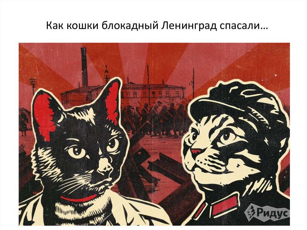 Коты в блокадном ленинграде. Блокада Ленинграда кошки. Кошки в блокаду. Кошки Ленинграда. Ленинградская кошка.