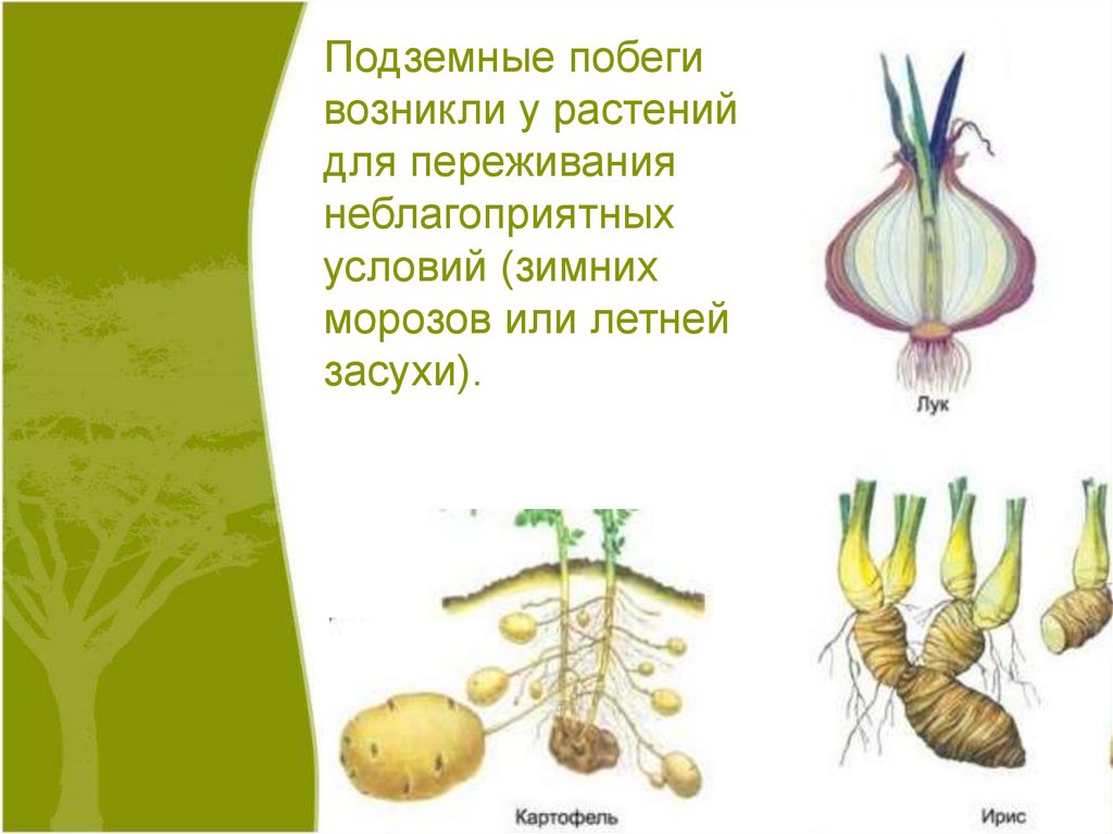 Побег 6 класс биология презентация