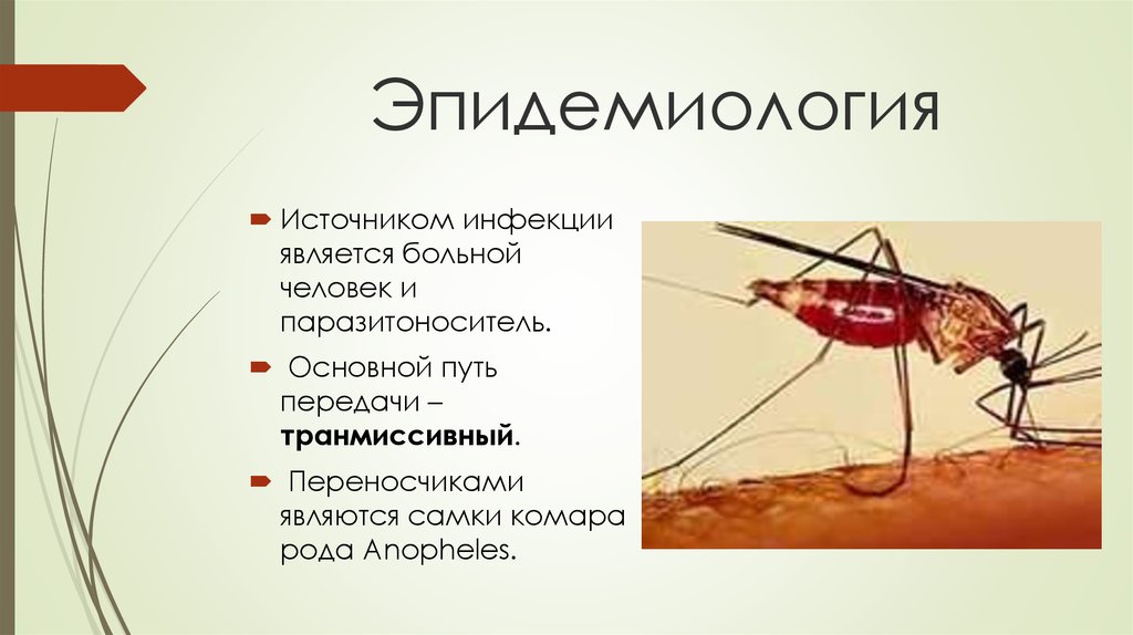 Малярия основное. Малярийный комар при укусе. Малярийный комар пути заражения. Малярия эпидемиология. Малярийный комар возбудитель переносчик.