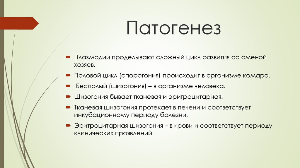 Без смены хозяев происходит развитие. Патогенез малярии. Патогенез плазмодия. Малярия этиология. Патогенез малярийного плазмодия.