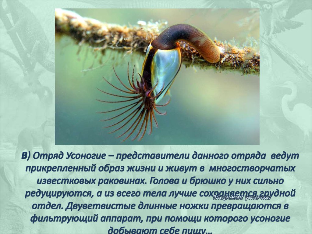 Прикрепленный образ жизни относится к животным. Отряд Усоногие ракообразные. Усоногие рачки. Морская уточка ракообразные. Представители морской уточки.