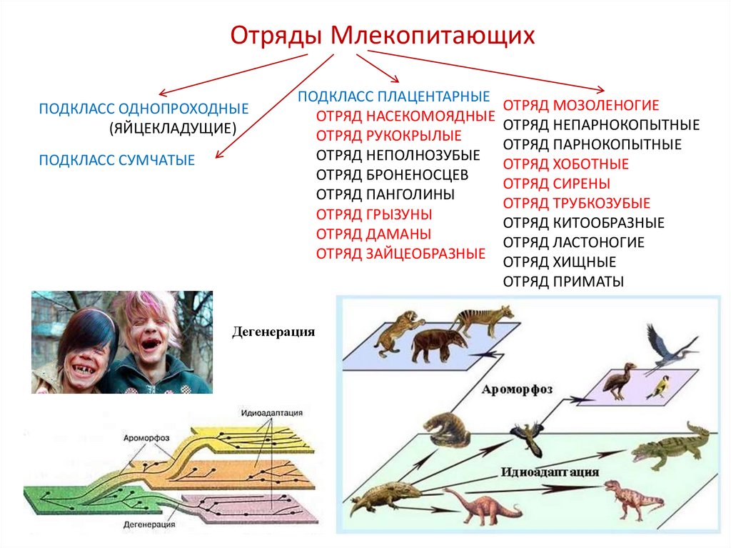 Систематической категорией объединяющей всех млекопитающих животных считается. Отряды плацентарных млекопитающих таблица. Отряды плацентарных млекопитающих таблица 7. Отряды млекопитающих схема 7 класс. Млекопитающие представители.
