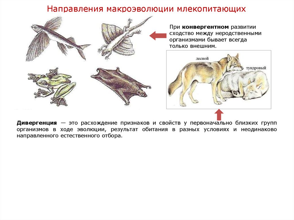 Признаки позволяющие отнести человека к млекопитающим