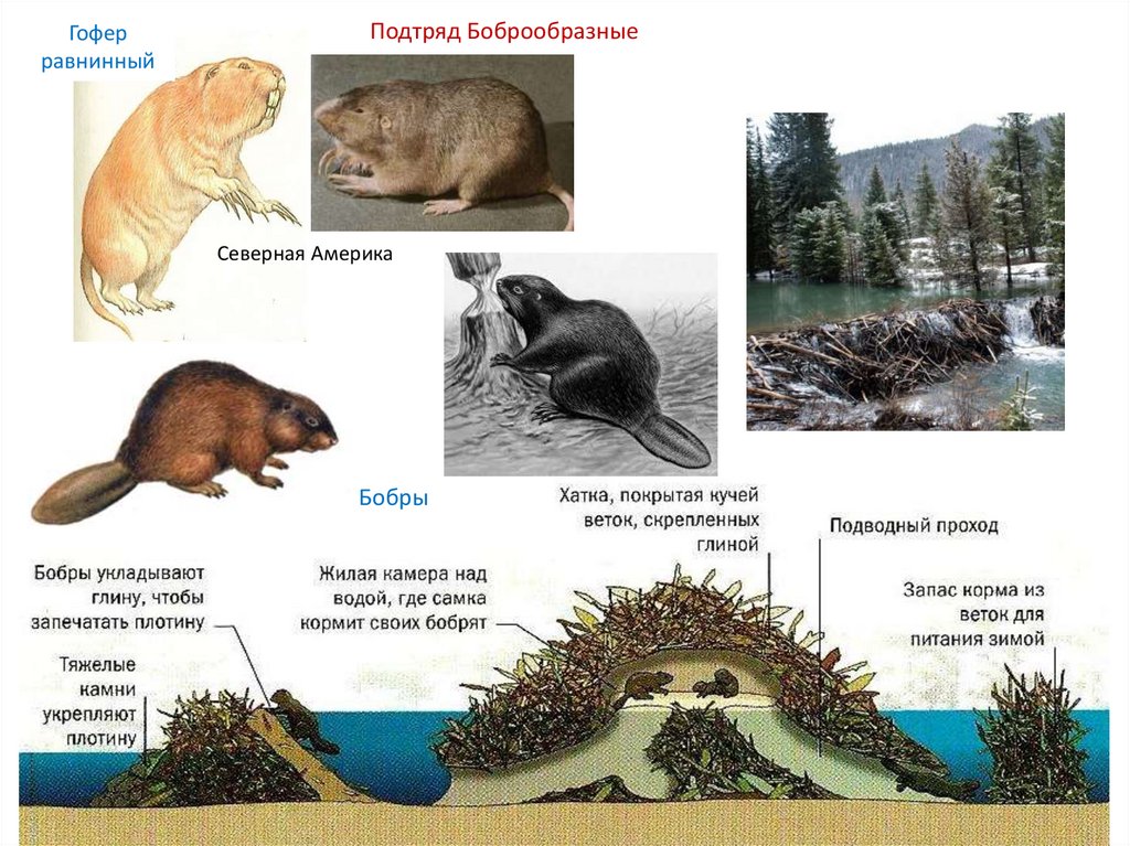 Рассказ бобровая хатка план сообщение о жизни бобров