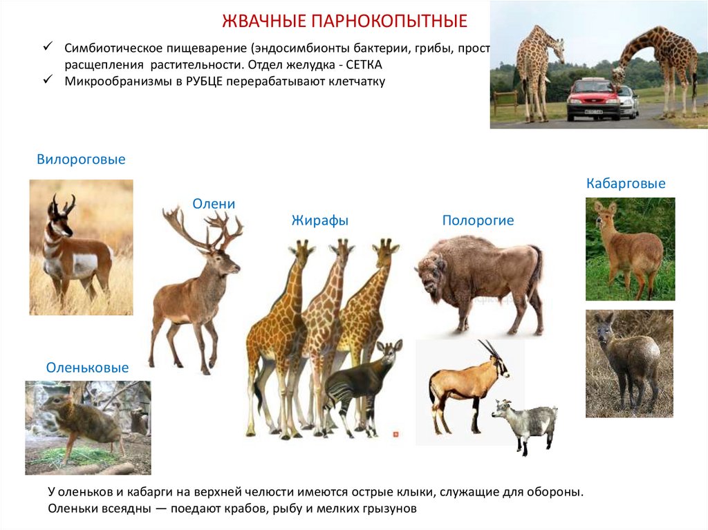 Копытные млекопитающие схема