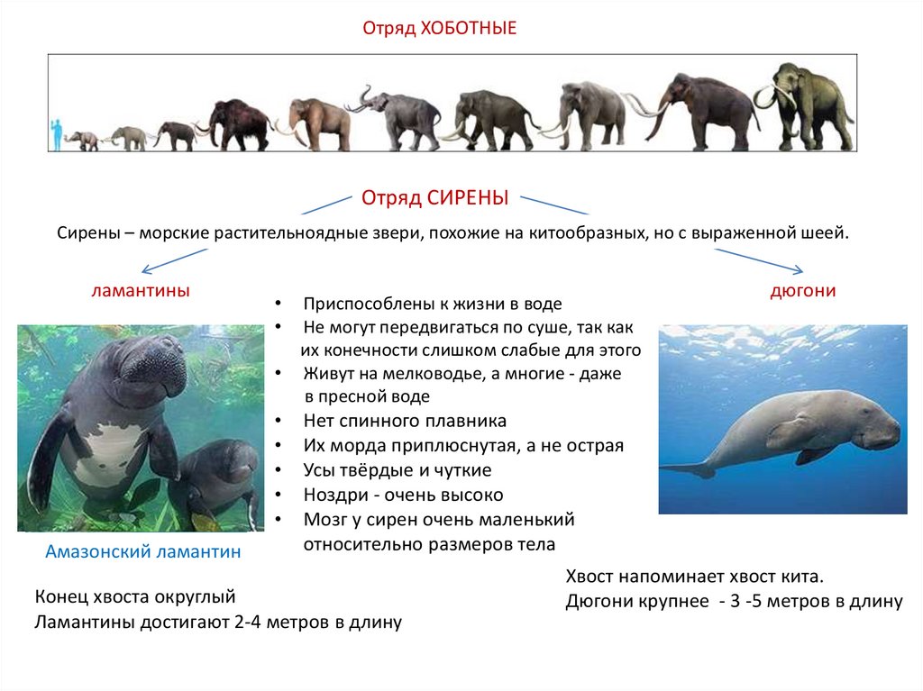 Презентация по биологии 7 класс отряды млекопитающих