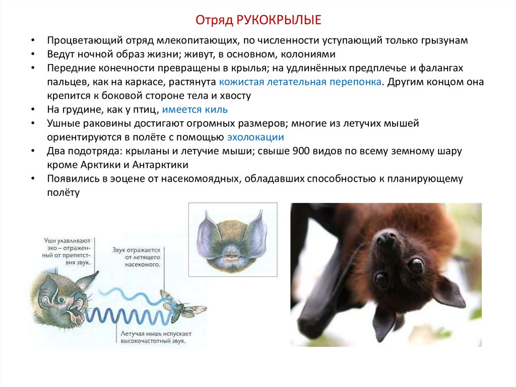 Презентация на тему восстановление численности млекопитающих 7 класс