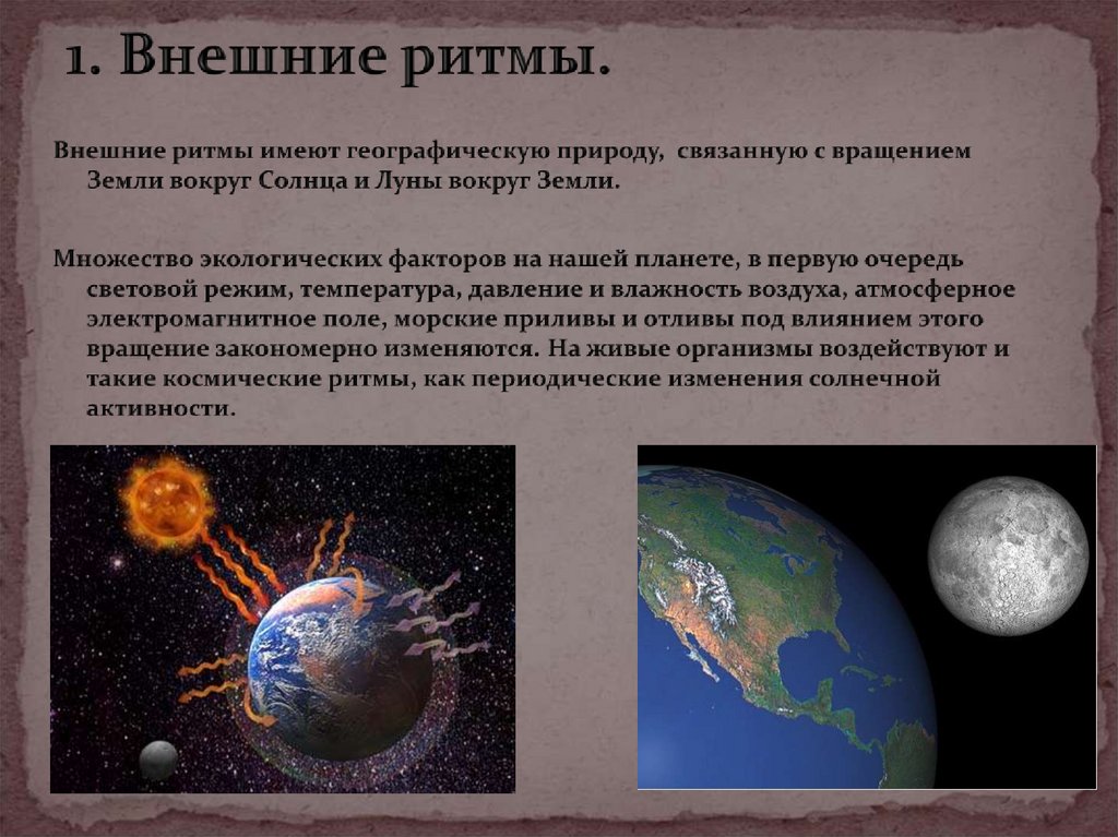 1. Внешние ритмы.