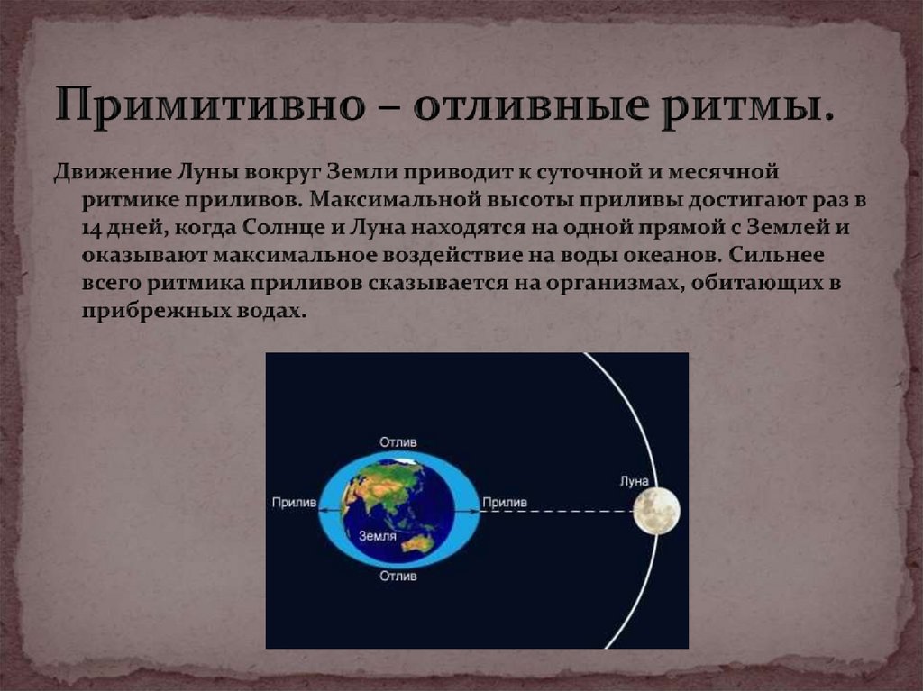 Поиск по ритму. Приливные биоритмы. Приливно-отливные ритмы. Приливно-отливные ритмы у животных. Биоритмы приливно отливные