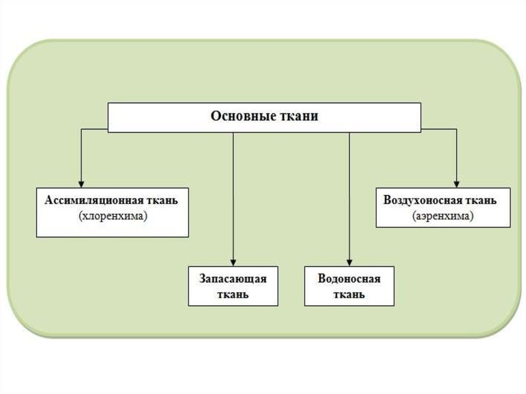 Основная ткань особенности. Основная ткань ассимиляционная воздухоносная и. Основные ткани. Типы основной ткани. Классификация основных тканей.