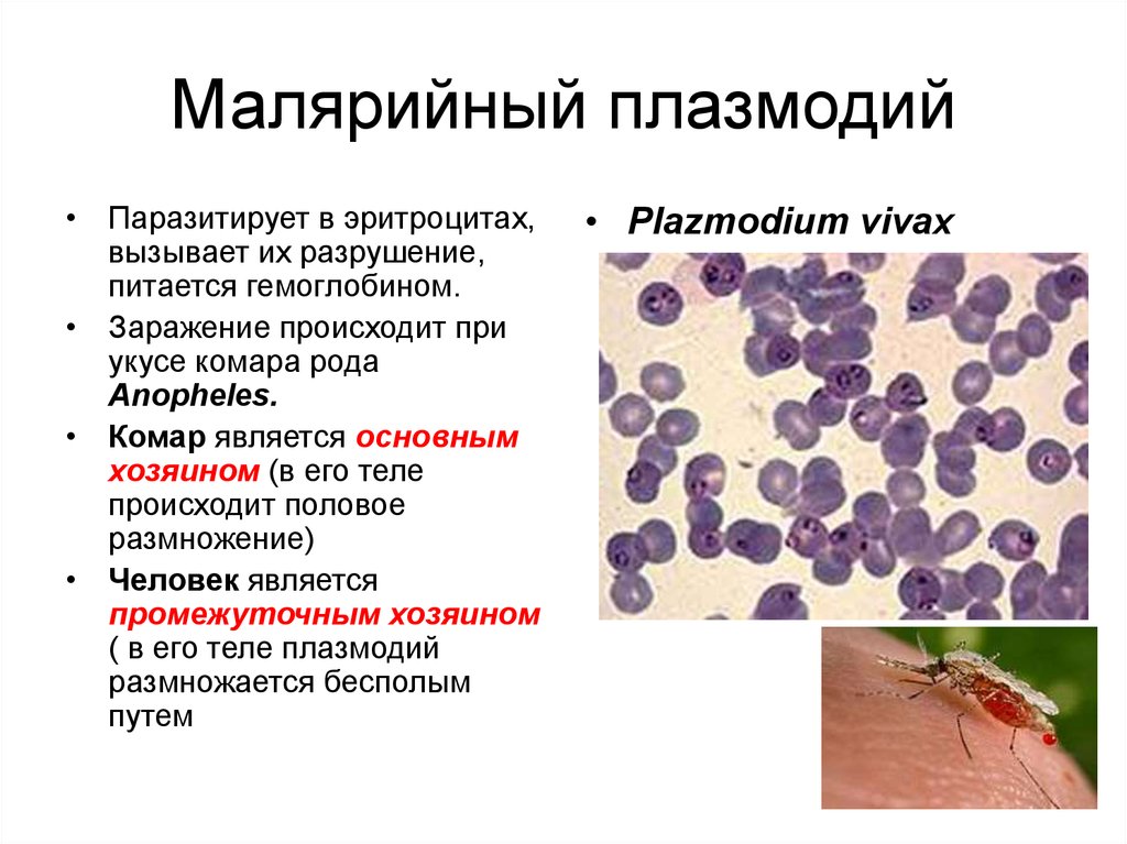 Особенность малярии