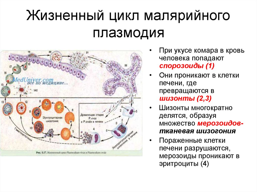 Особенность малярии. Жизненный цикл малярийного плазмодия. Стадии жизненного цикла малярийного плазмодия. Характеристика стадий развития малярийного плазмодия. Половой цикл развития малярийного плазмодия.