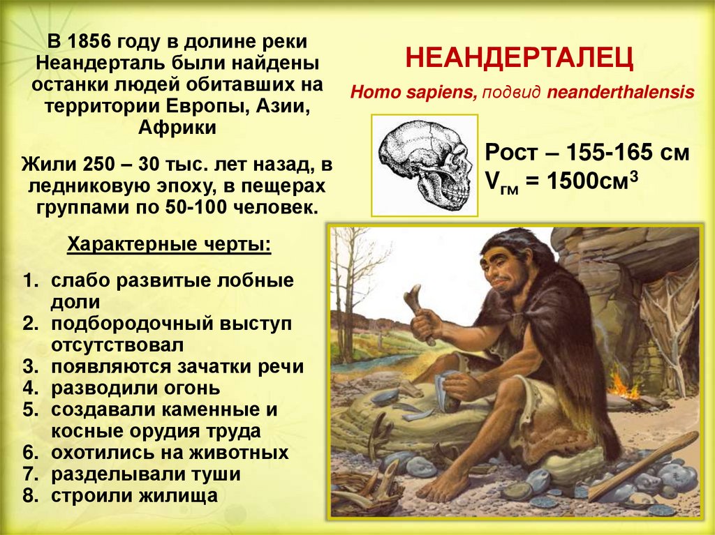 В каком году жили неандертальцы. Человек разумный характеристика. Человек разумный строение. Особенности человека разумного. Человек разумный биологические особенности.