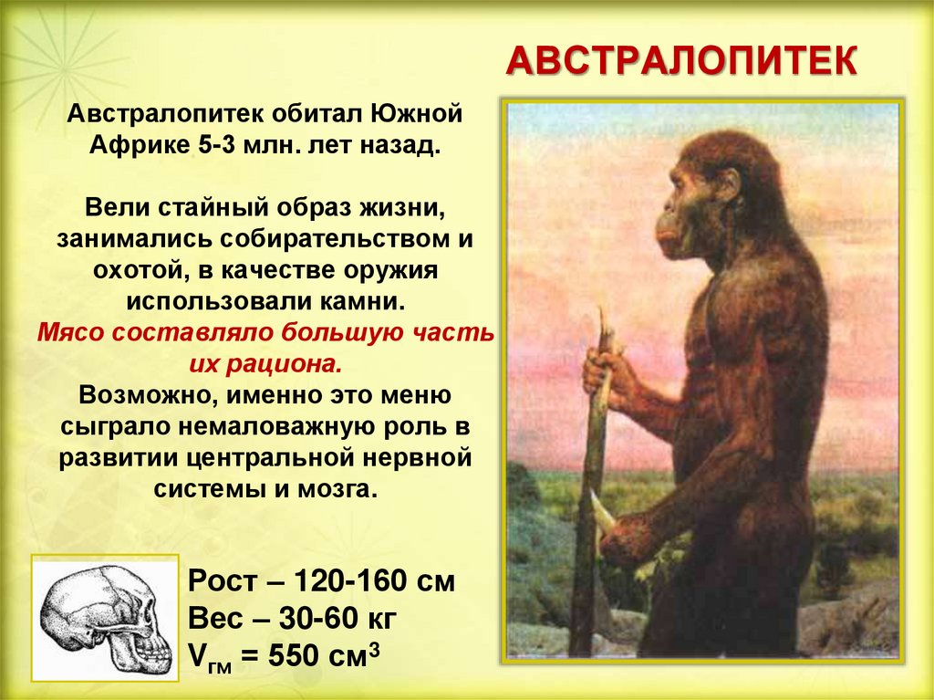 Какие особенности предков человека. Австралопитек. Астралопитек обращ жизни. Австралопитек характеристика. Образ жизни австралопитеков.