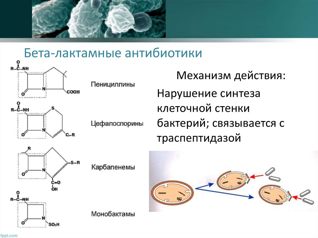 Бета лактамные антибиотики список. Механизм бета лактамных антибиотиков. Механизмом действия β-лактамных антибиотиков является. Механизм действия бета лактамных антибиотиков схема. Механизм действия b лактамных антибиотиков.