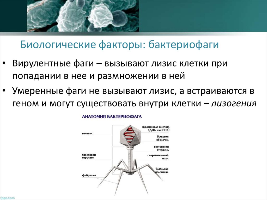 Наследственный аппарат бактериофага. Бактериофаг. Умеренные бактериофаги. Лизис бактериофагов. Умеренные бактериофаги вызывают.