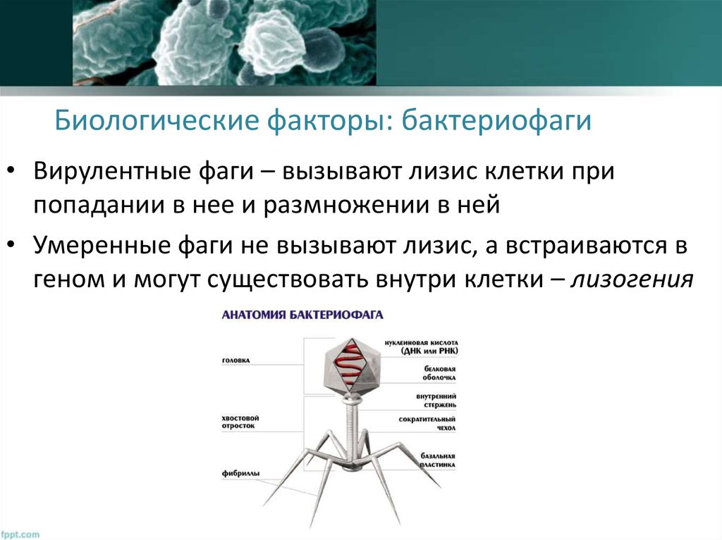 Что такое бактериофаг