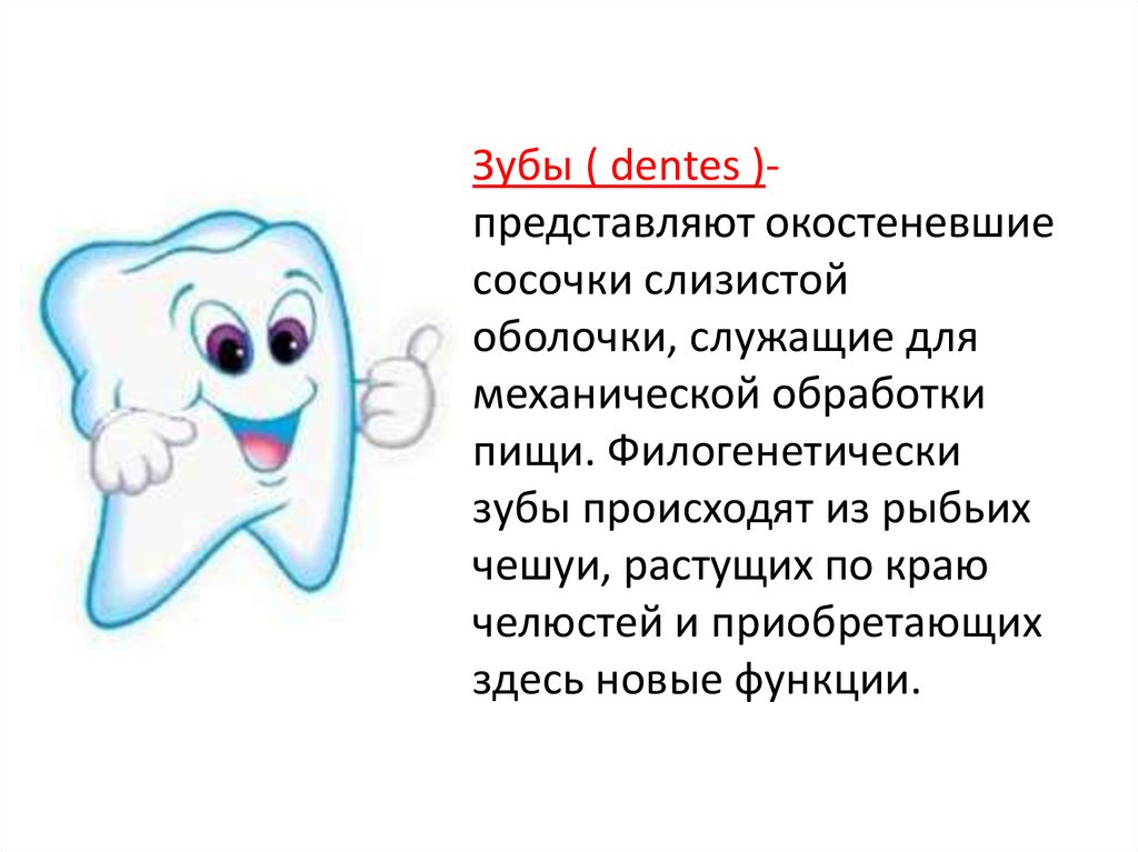 К зубам приберу значение. Три признака принадлежности зуба. Признаки принадлежности зуба. Как определить принадлежность молчра к левой или правой челюсти.
