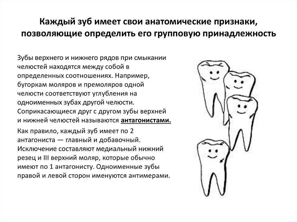 Как отличить зубы. Признаки зубов анатомия. Групповая принадлежность зубов. Отличительные признаки зубов.