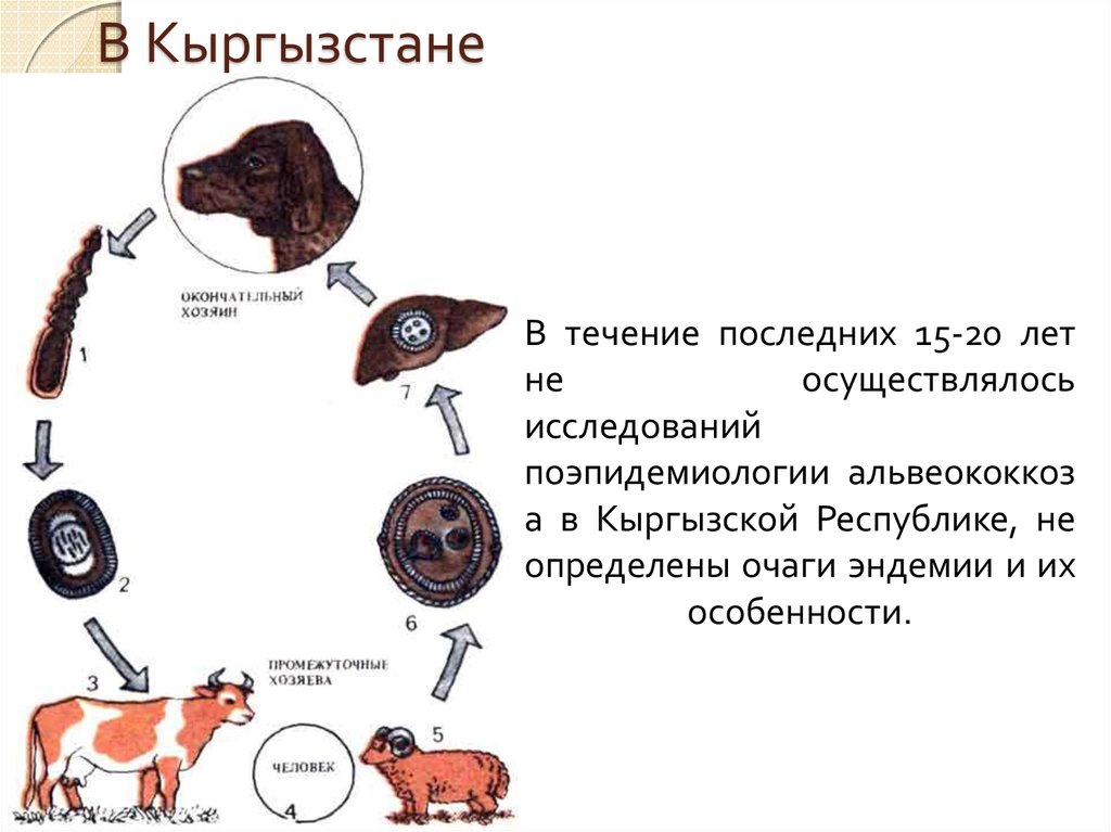 Поражение печени альвеококком схема