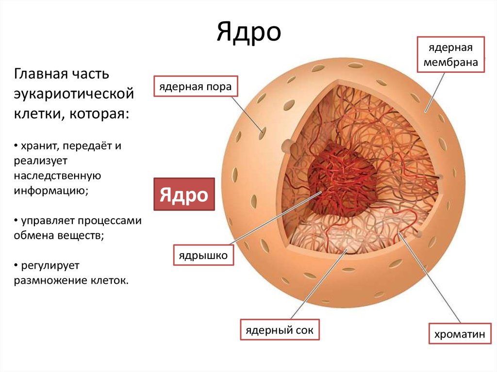 Клетка функциональная единица. Ядро. Ядро клетки в разрезе. Ядро в разрезе биология.