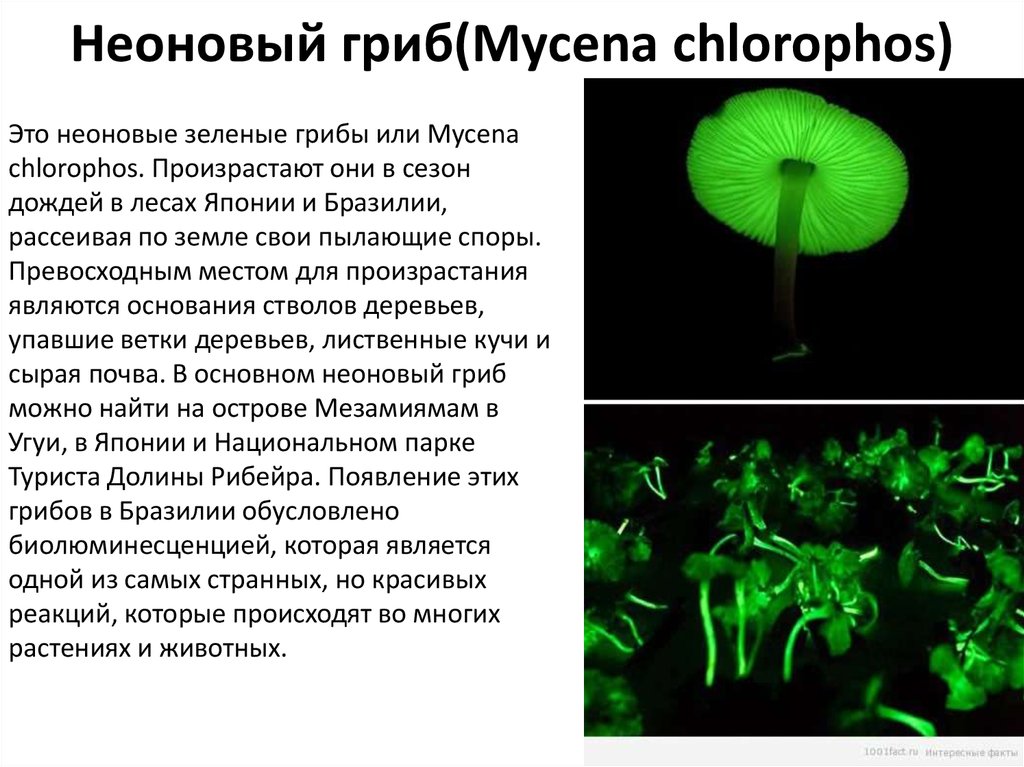 Необычные грибы презентация