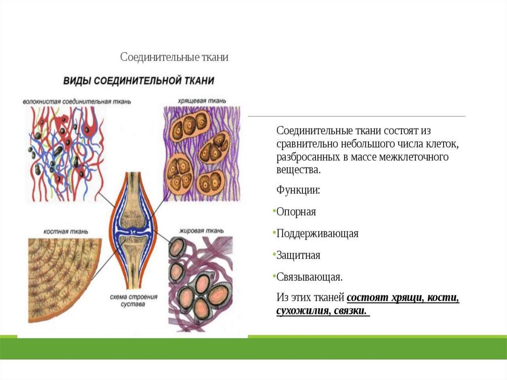 Уровни животной ткани