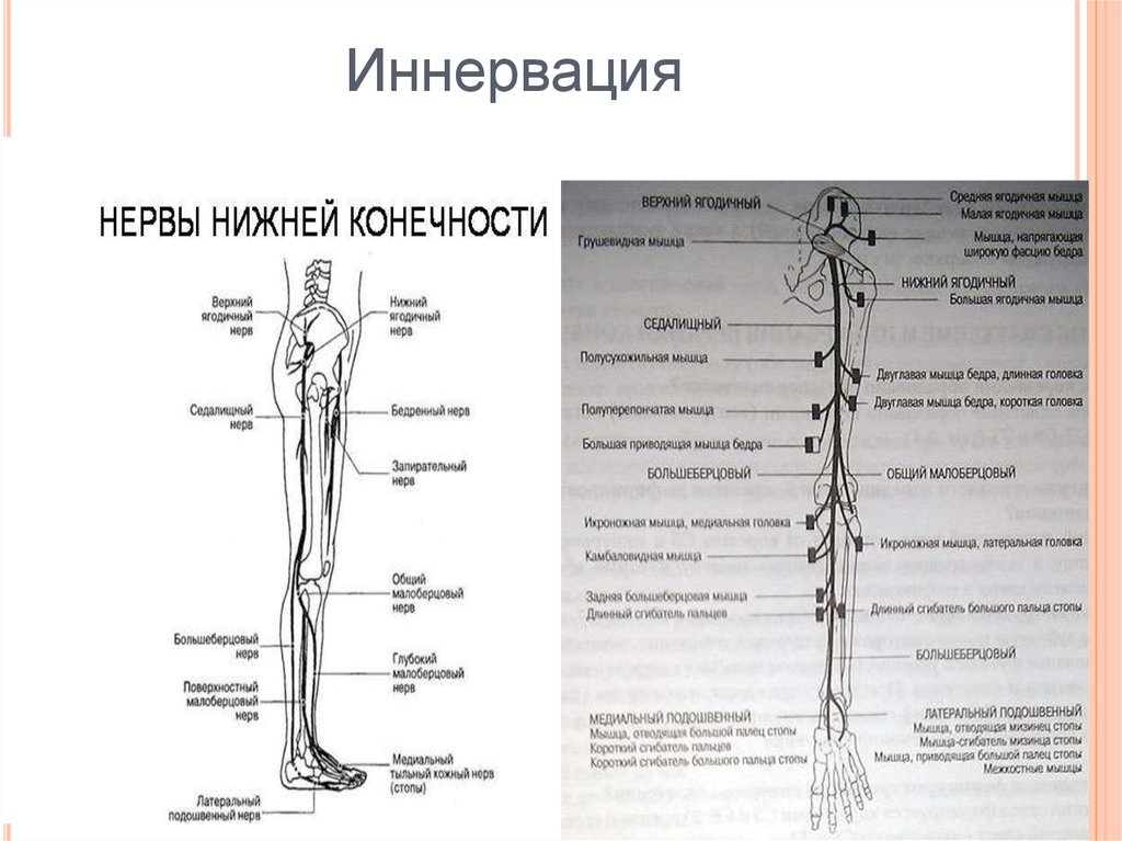 Нервы ноги. Иннервация нижних конечностей схема. Иннервация нервов голени. Схему иннервации мышц нижней конечности. Иннервация ноги анатомия.