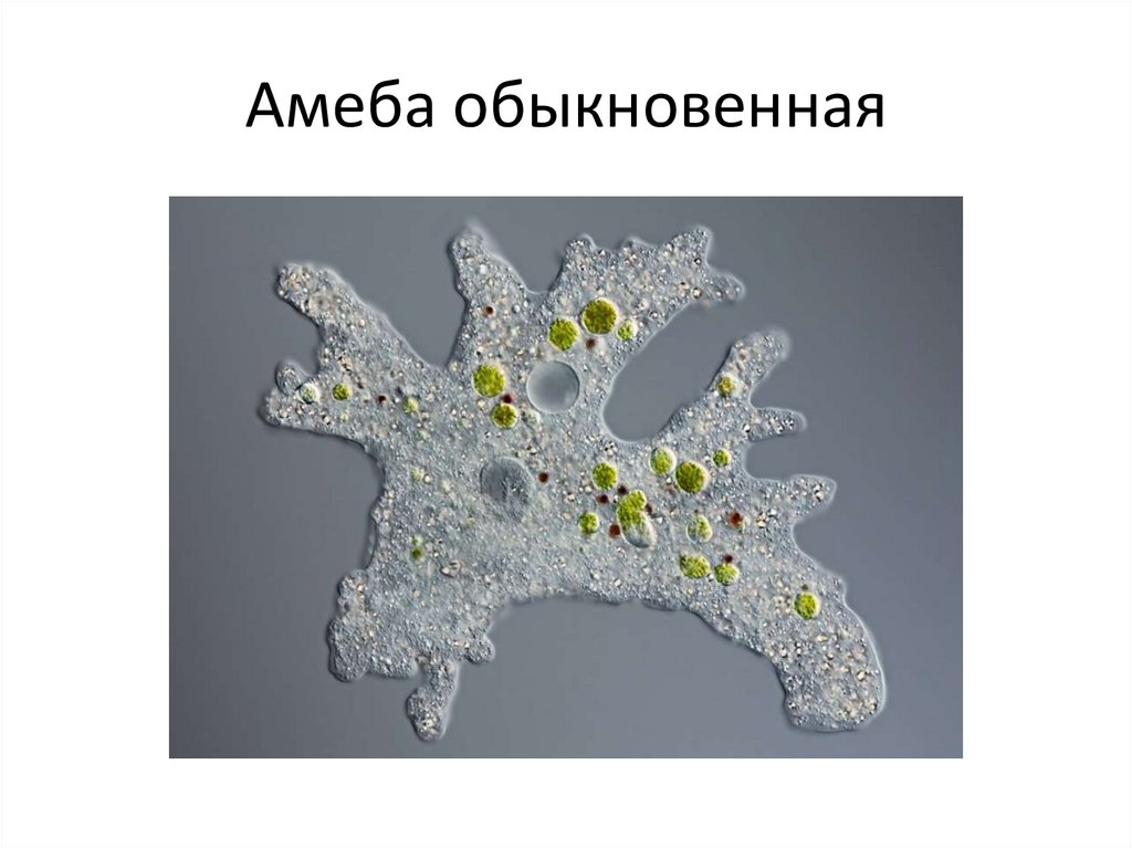 Обыкновенная амеба под микроскопом – Статьи на сайте Четыре глаза