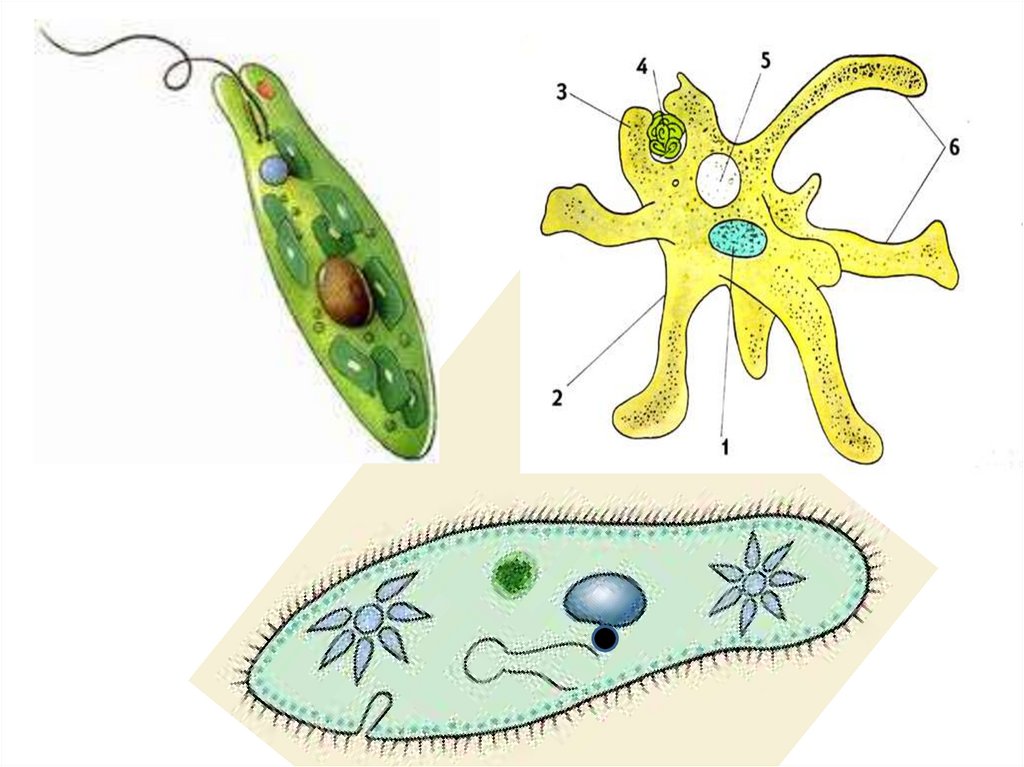 Фото амебы и эвглены