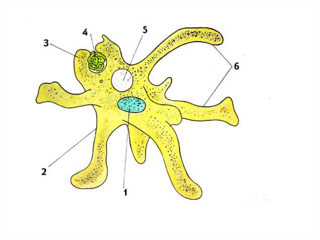 Амеба строение рисунок. Амёба обыкновенная. Строение амебы обыкновенной. Строение амебы Протей. Структуры амебы Протей.