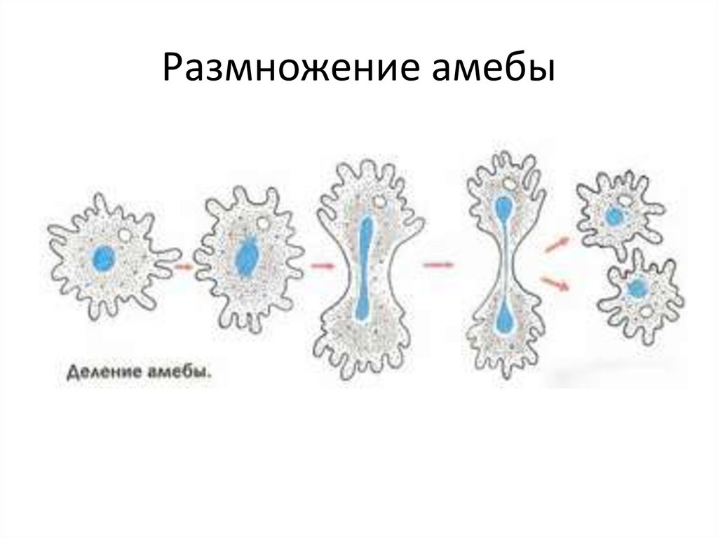 Размножение делением рисунок