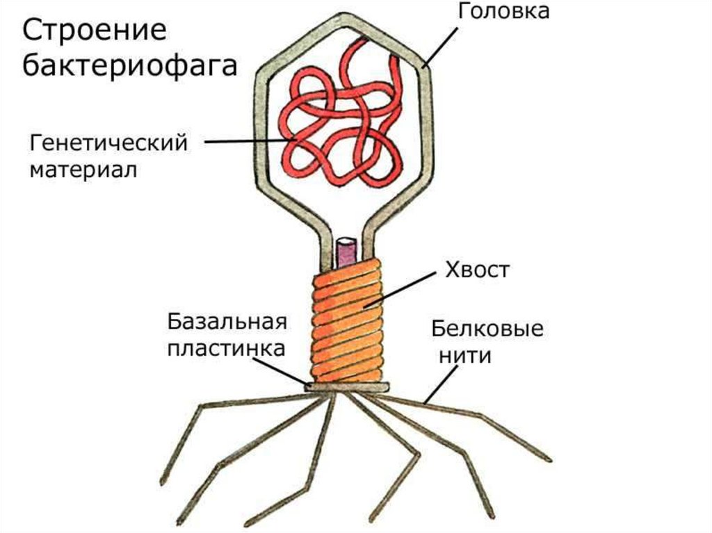 Схема строения вируса