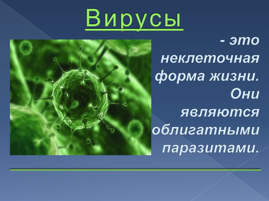 Проект по биологии с продуктом