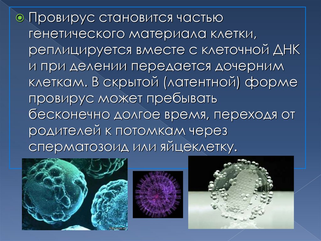 Наследственная информация в дочерних клетках