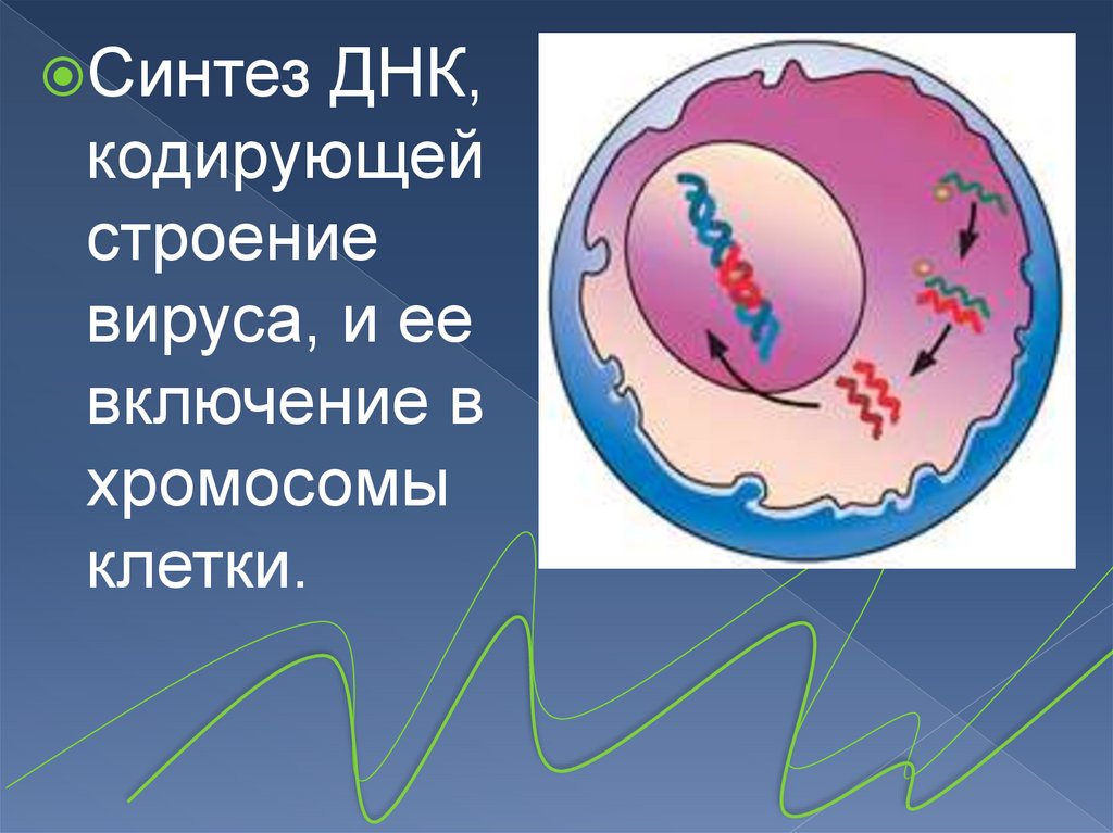 Синтезированные клетки. Синтез ДНК вируса. Р-клетки синтезируют. Эмаль синтезируют клетки. Что может быть закодировано на ДНК.