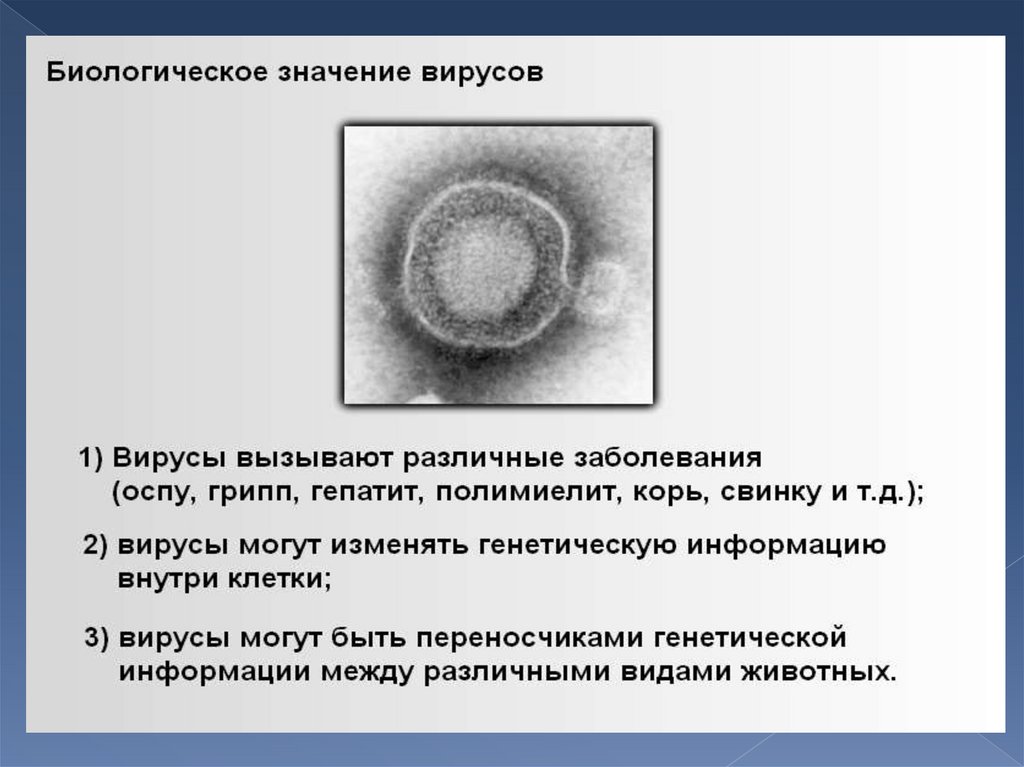 Вирусы вызывают различные заболевания. Биологическое значение вирусов. Значение вирусов вызывают различные заболевания. Положительное значение вирусов. Значение вирусов 5 класс.