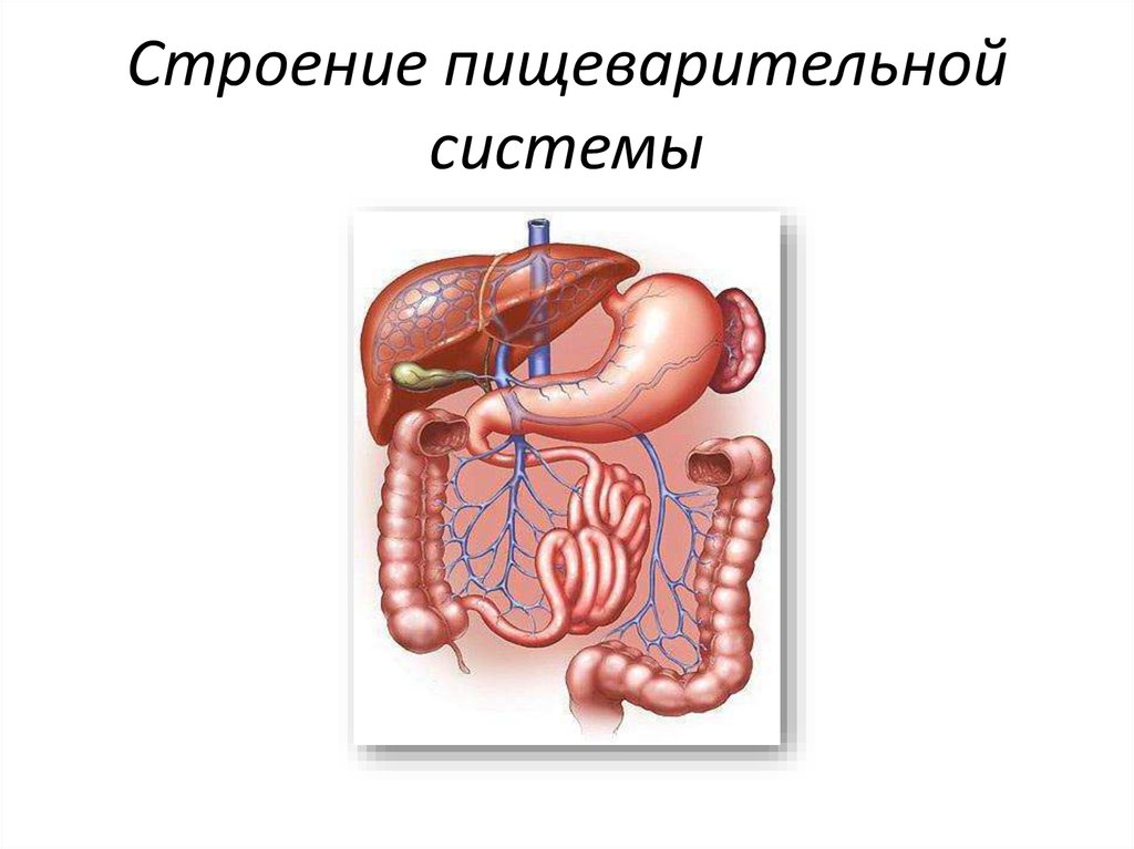 Строение пищеварения