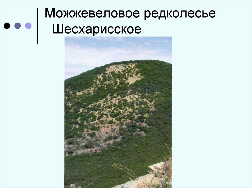 Памятники природы краснодарского края. Шесхарисское можжевёловое Редколесье Новороссийск. Можжевельниковое Редколесье Геленджик. Памятник природы в Новороссийске. Можжевеловое Редколесье.