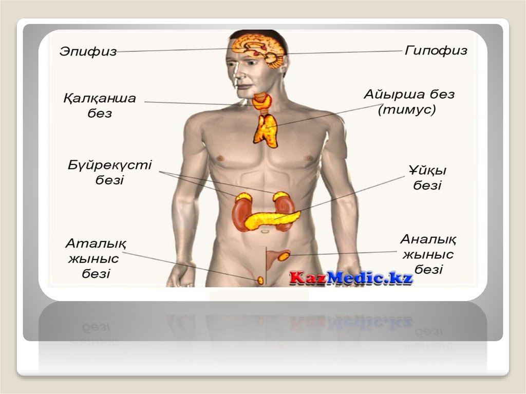 Ішкі секреция бездерінің. Гормондар. Эндокринді жүйе презентация. Аралас секреция безі.