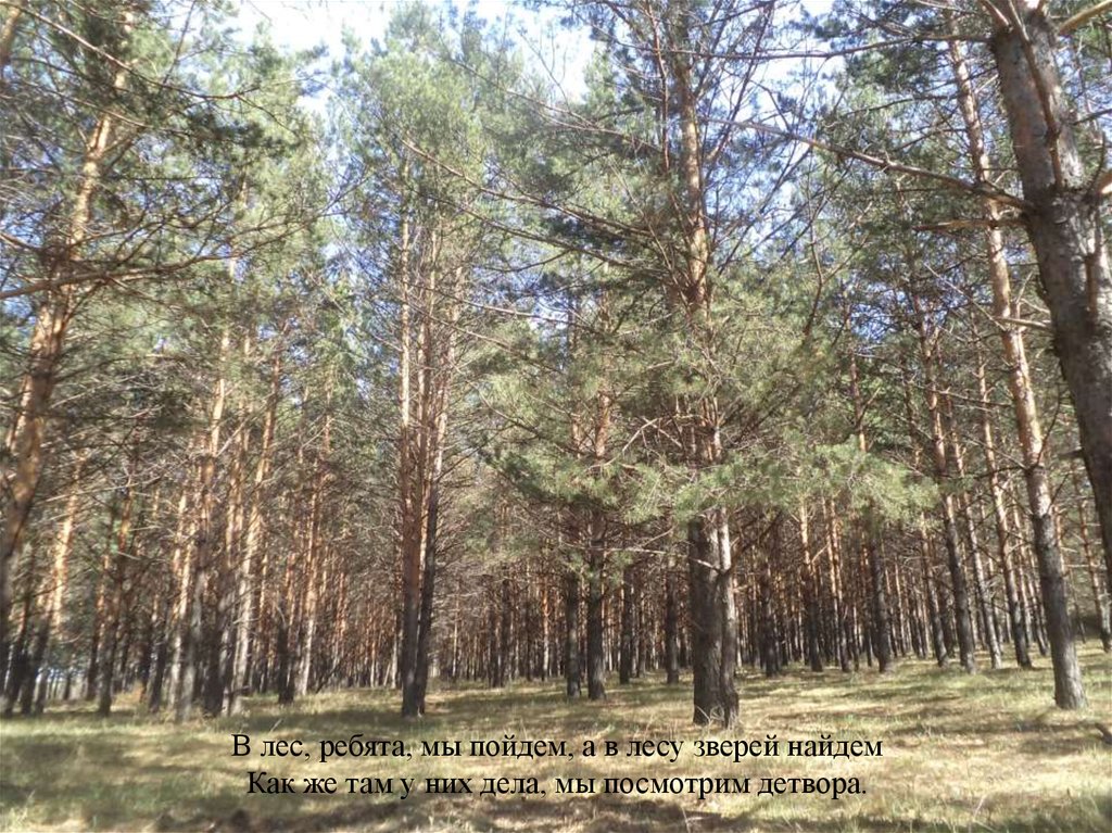 В лес, ребята, мы пойдем, а в лесу зверей найдем Как же там у них дела, мы посмотрим детвора.