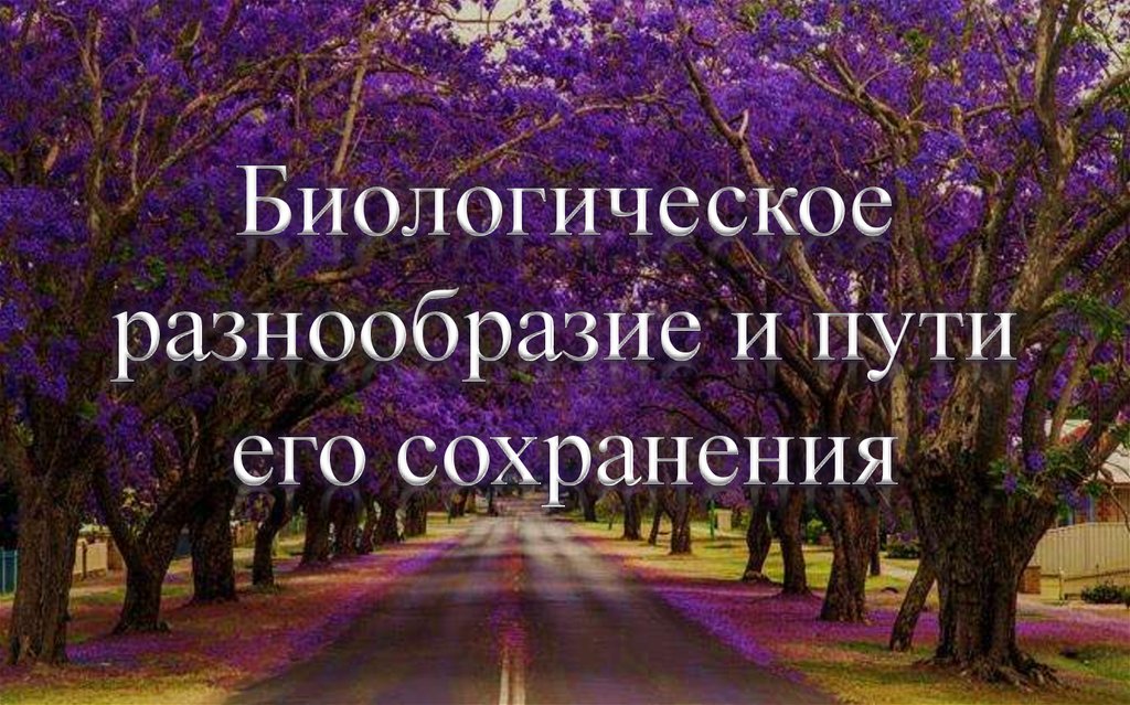 Зачем разнообразие. Конспект по теме биологическое разнообразие и пути его сохранения.. Биологическое разнообразие и пути его сохранения конспект. Богатство и разнообразие значение и примеры. 24.Биоразнообразие Юга России и возможность его сохранения.