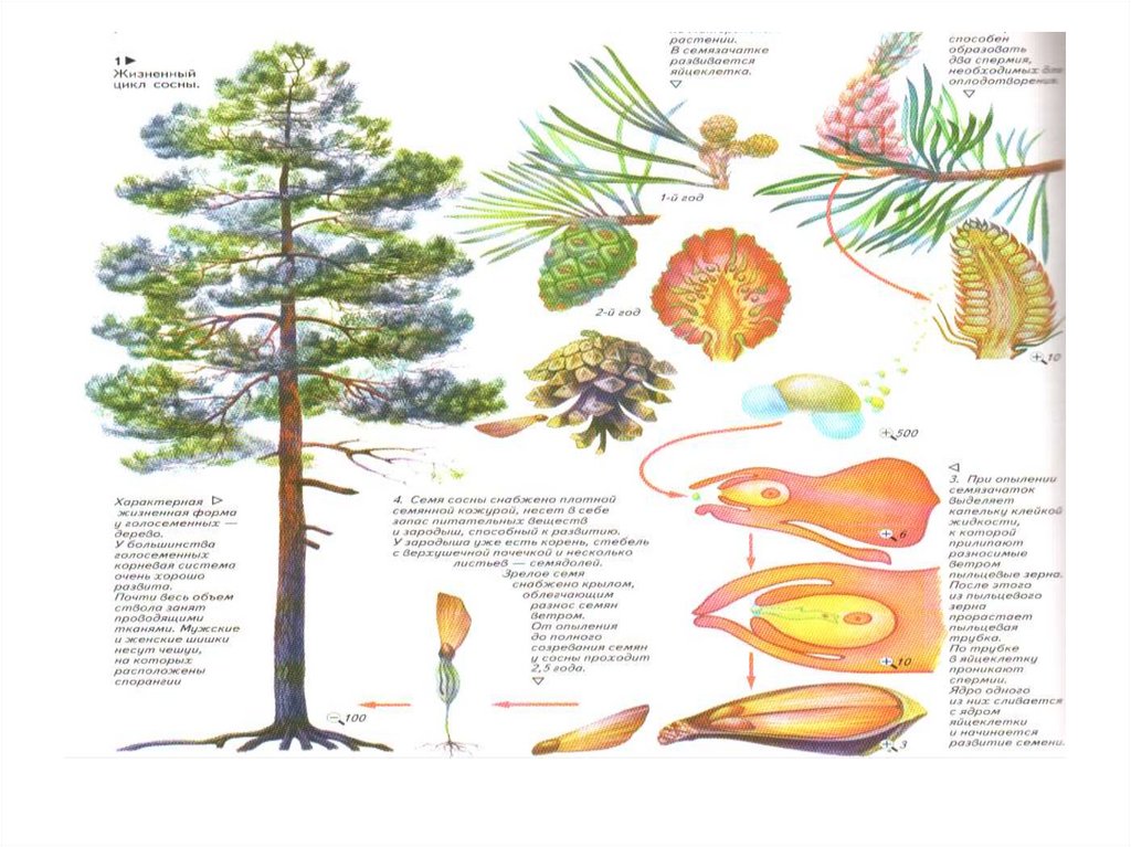 Соотнеси название стадий жизненного цикла сосны с изображением