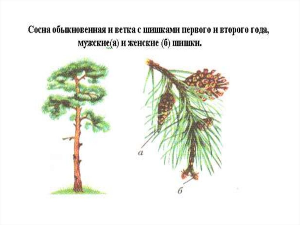 Изучение внешнего строения веток хвои шишек. Сосна обыкновенная строение рисунок. Морфология сосны обыкновенной. Голосеменные сосна обыкновенная. Строение ветки сосны обыкновенной.