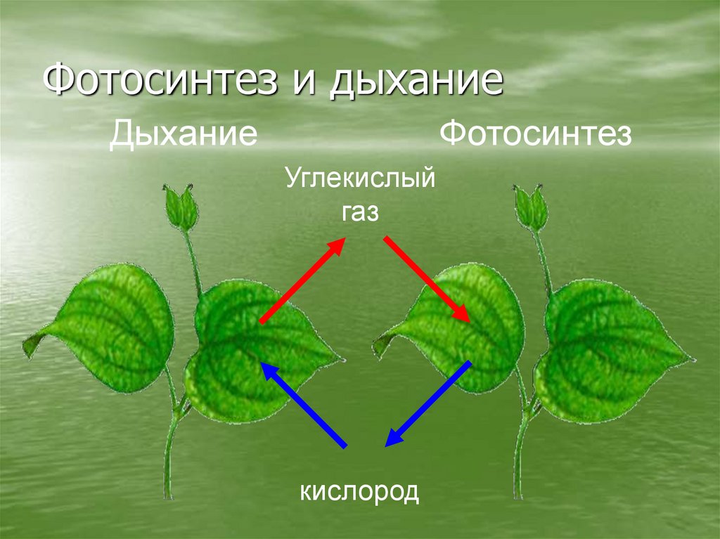 Во время фотосинтеза растения поглощают воду. Воздушное питание растений фотосинтез. Фотосинтез и дыхание. Фотосинтез и дыхание растений. Фотосинтез картинки.
