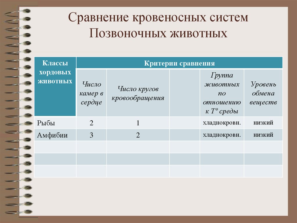 Кровеносные системы позвоночных животных таблица. Сравнительная характеристика кровеносной системы позвоночных. Сравнение систем животных. Сравнительная характеристика кровеносной системы хордовых. Сравнение кровеносных систем животных.