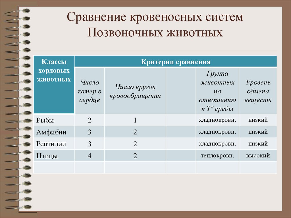 Сравните между собой рисунки кровеносной системы у разных животных отметьте у них черты сходства