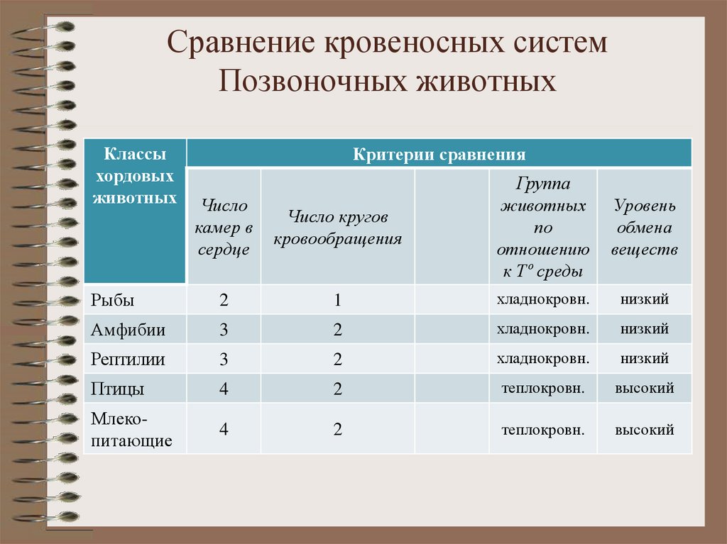 Характеристика каждого класса животных. Сравнительная характеристика кровеносной системы животных таблица. Сравнение кровеносных систем позвоночных животных.